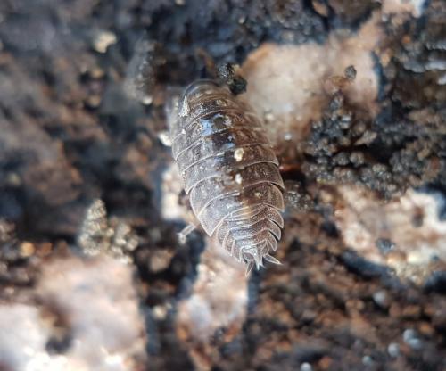 Oniscus asellus